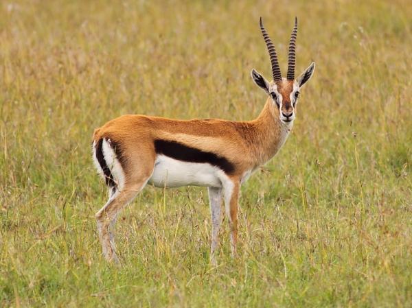preview Antelope
