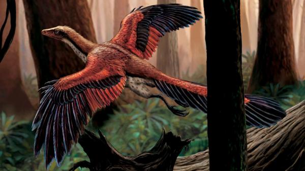 preview Archaeopteryx