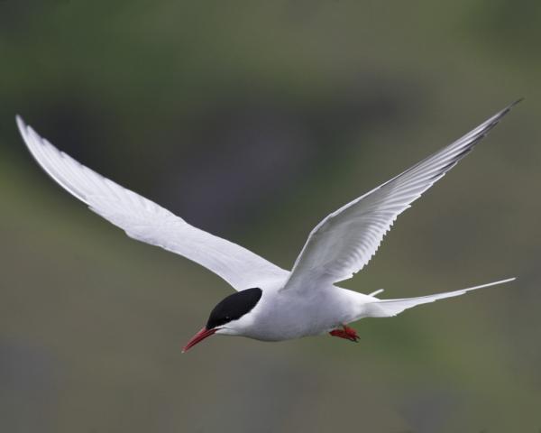 preview Arctic Tern