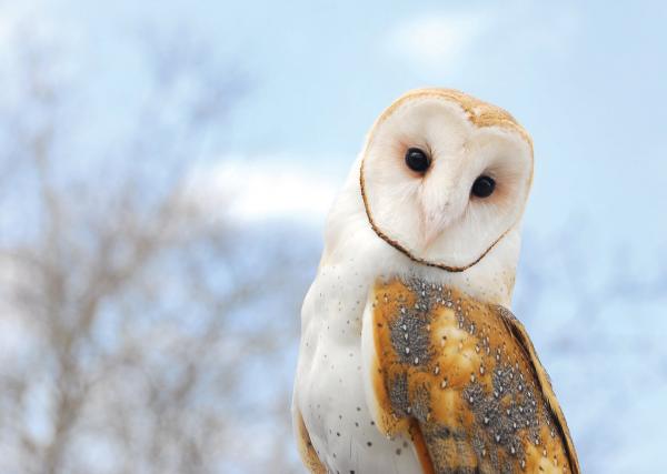 preview Barn Owl