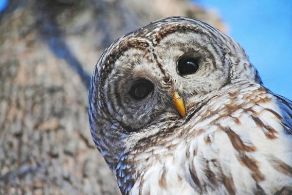 preview Barred Owl