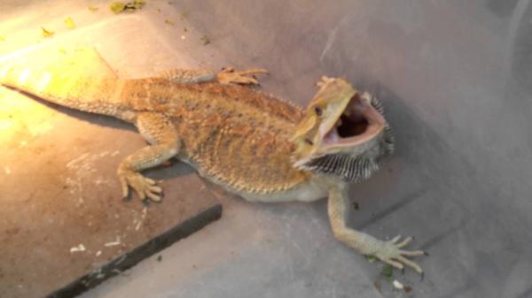 preview Bearded Dragon