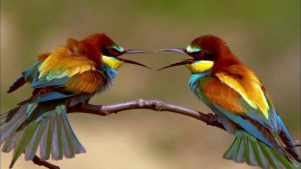 preview Bee-eater