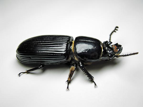 preview Beetle