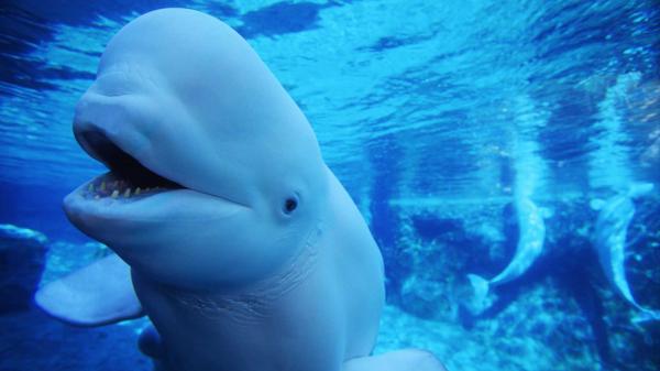preview Beluga Whale