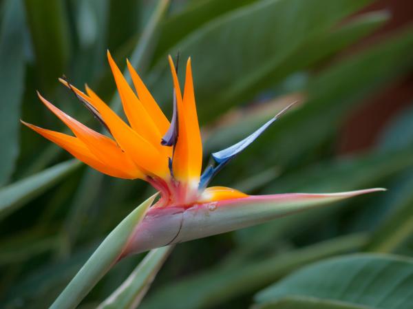 preview Bird Of Paradise