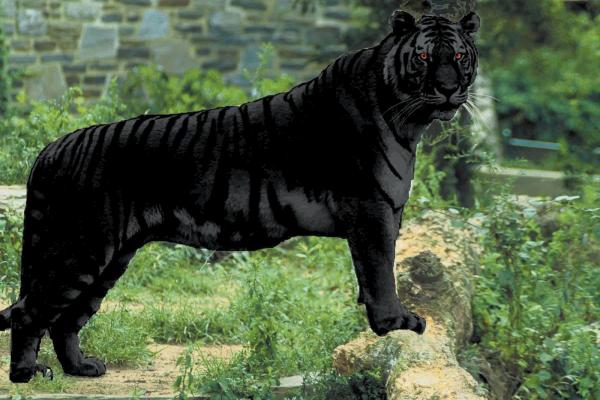 preview Black Tiger