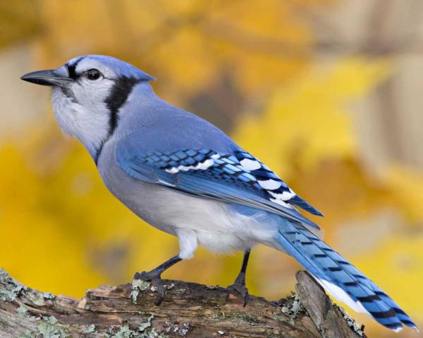 preview Blue Jay