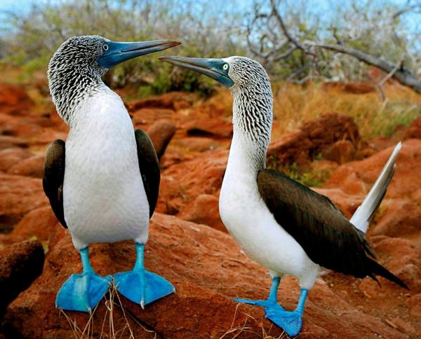 preview Blue-footed Booby
