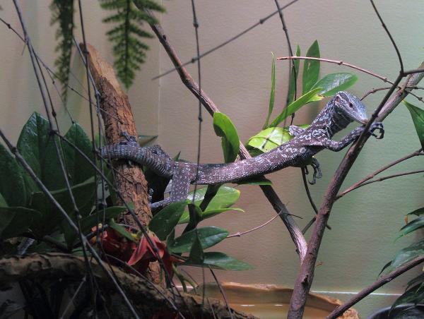 preview Blue-spotted Tree Monitor