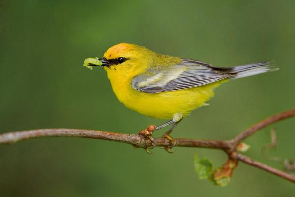 preview Blue-winged Warbler