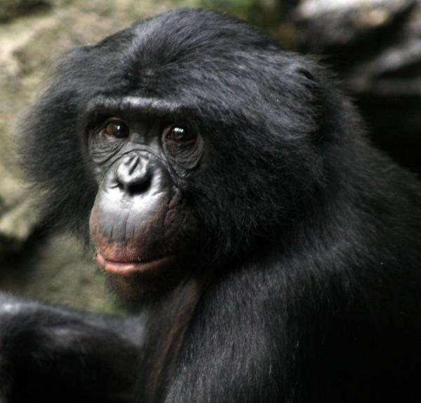 preview Bonobo
