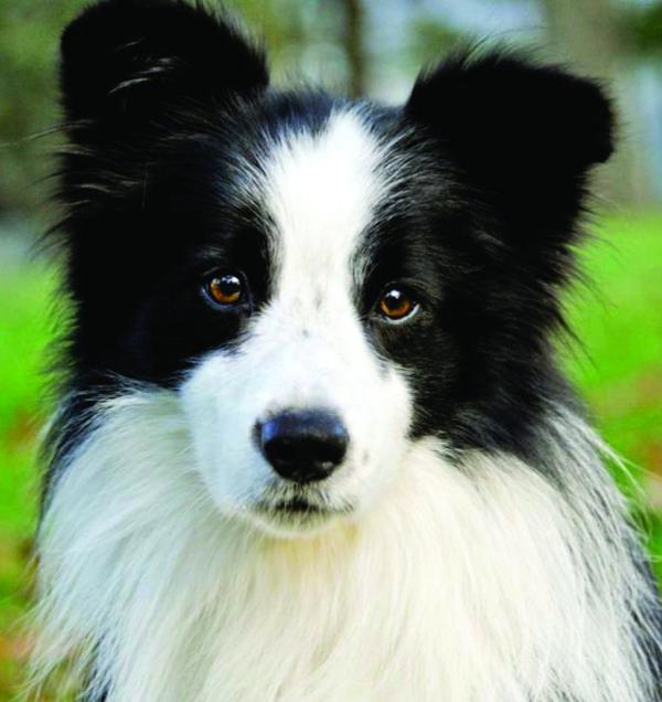 preview Border Collie