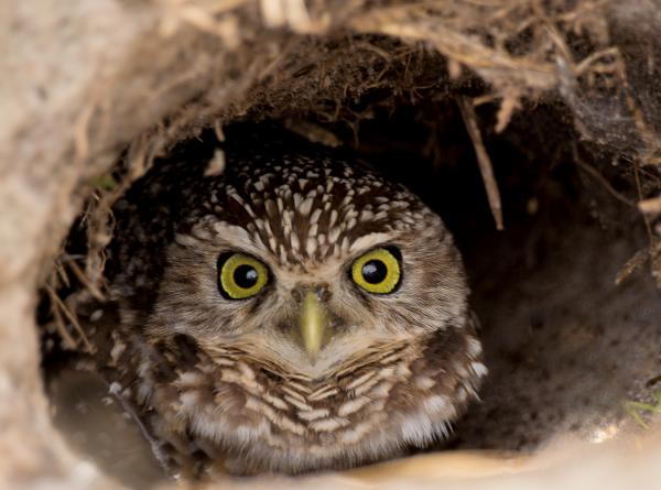 preview Burrowing Owl