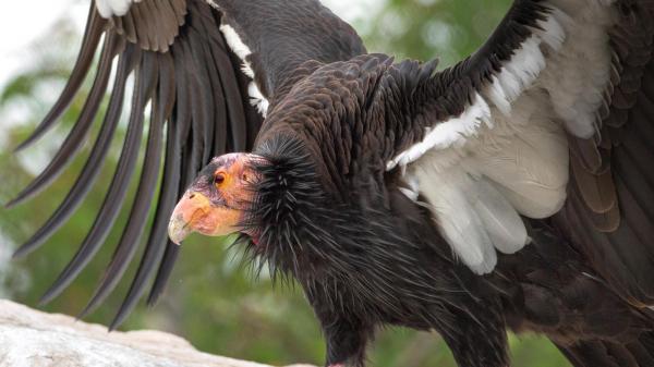 preview California Condor 