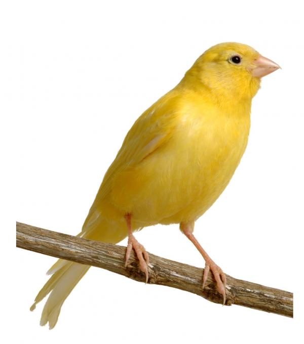 preview Canary