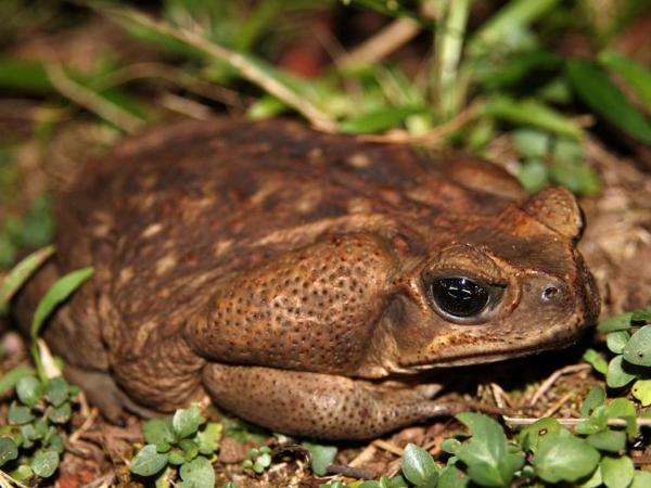 preview Cane Toad