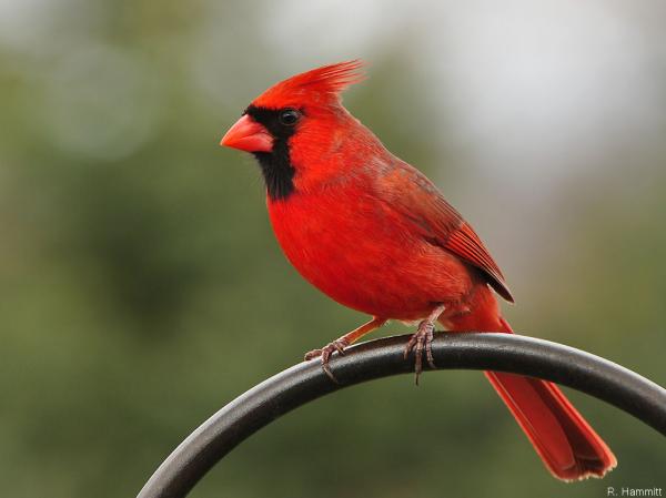 preview Cardinal