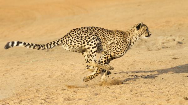 preview Cheetah