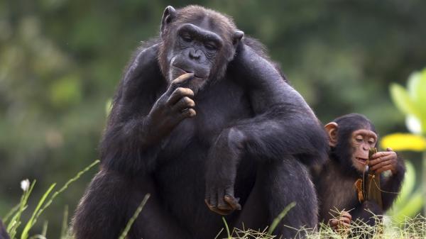 preview Chimpanzee