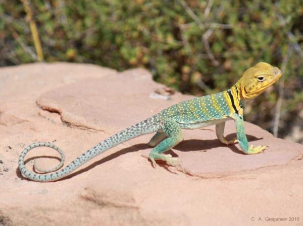preview Collared Lizard