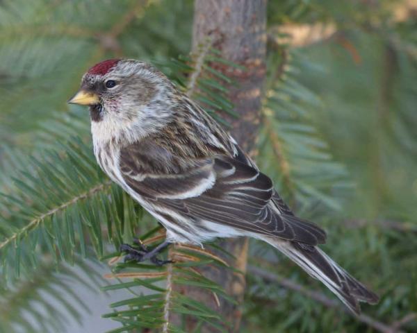 preview Common Redpoll