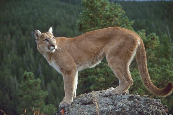 preview Cougar