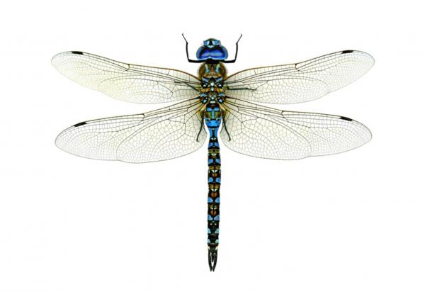 preview Dragonfly