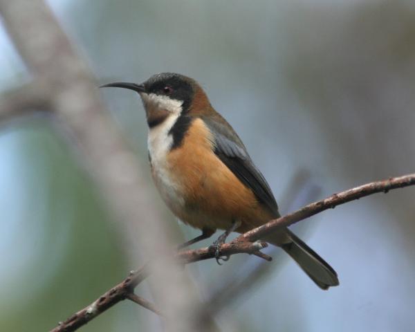 preview Eastern Spinebill