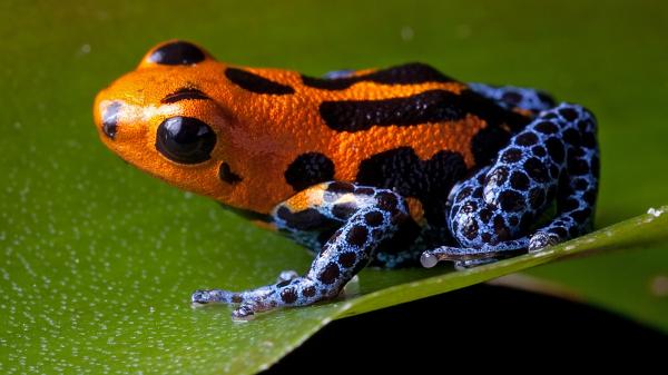 preview Poison Dart Frog