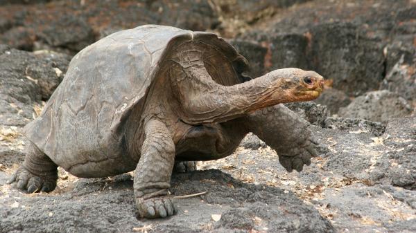 preview Galápagos Tortoise