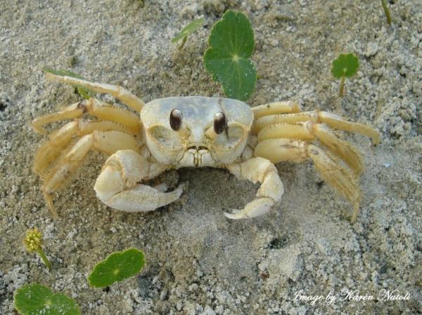 preview Ghost Crab