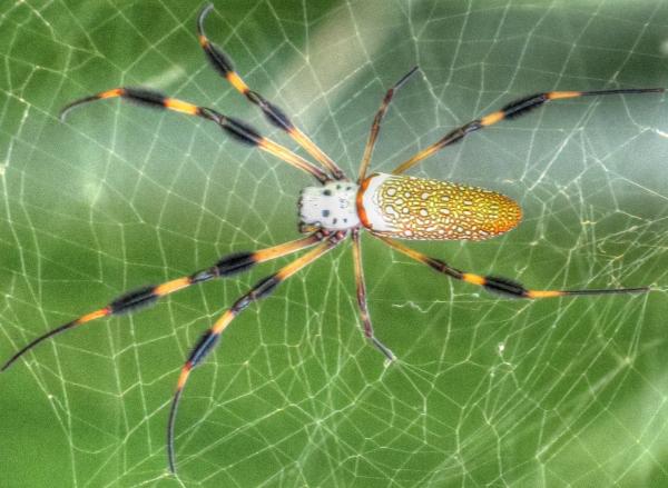 preview Golden Silk Orb-weaver Spider