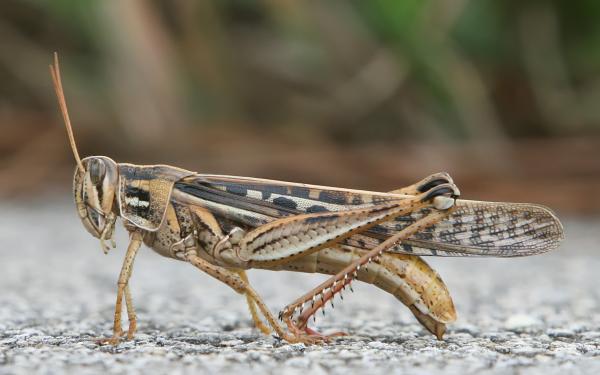 preview Grasshopper