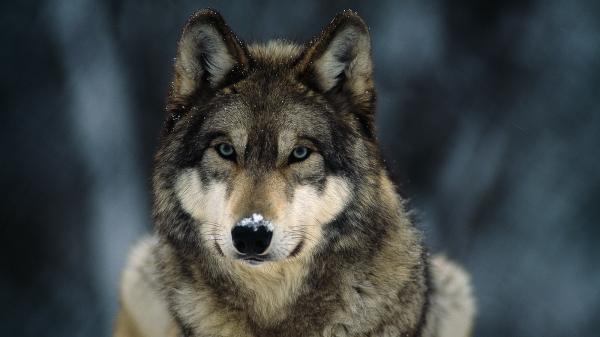 preview Gray Wolf