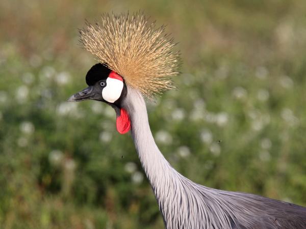 preview Grey Crowned Crane