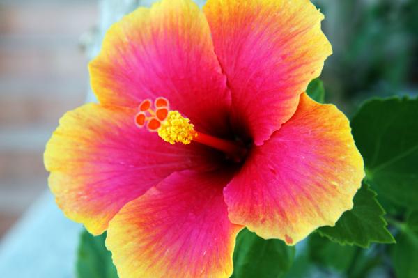 preview Hibiscus