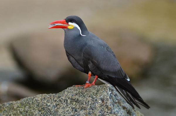 preview Inca Tern