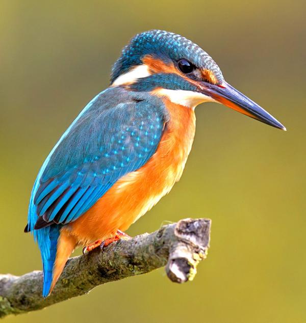 preview Kingfisher