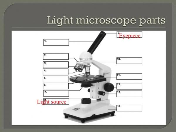 preview Light Microscopy