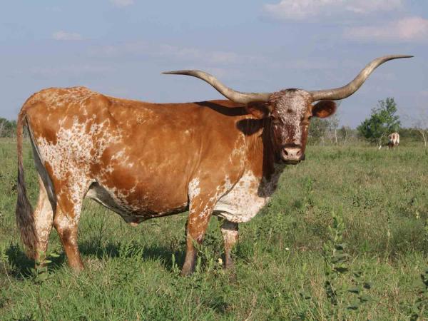 preview Longhorn Cattle