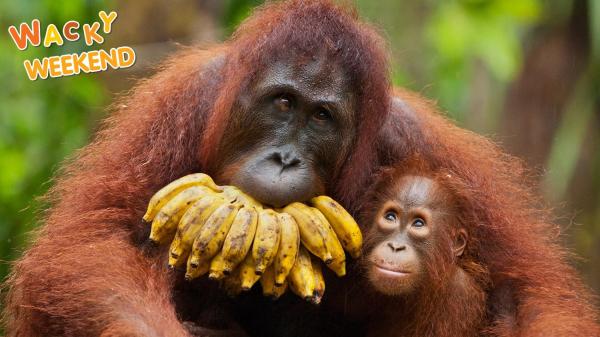 preview Orangutan