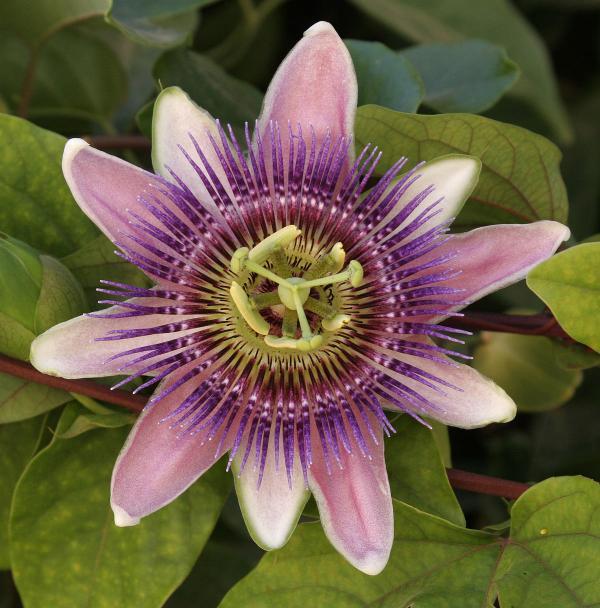 preview Passion Flower