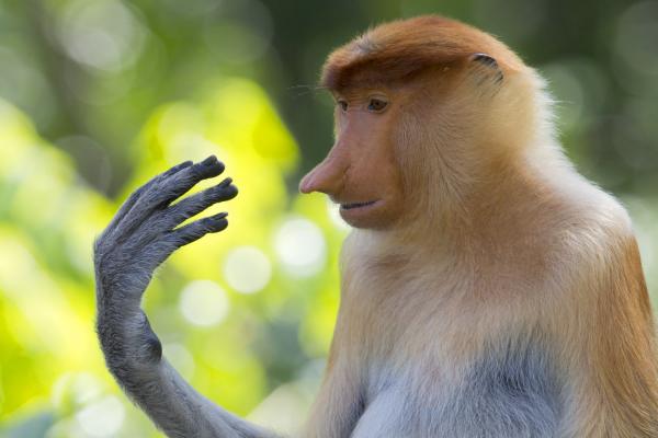 preview Proboscis Monkey