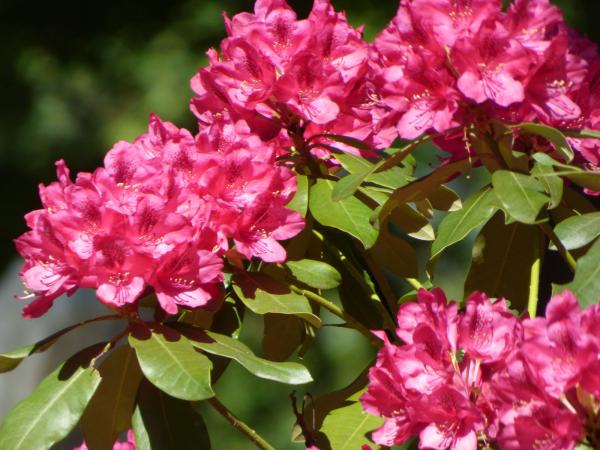 preview Rhododendron