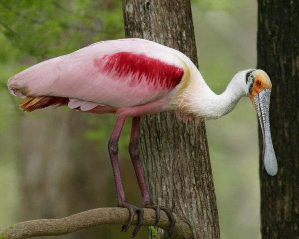 preview Roseate Spoonbill