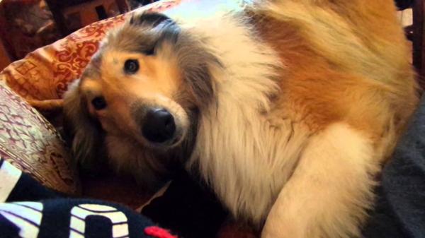 preview Rough Collie