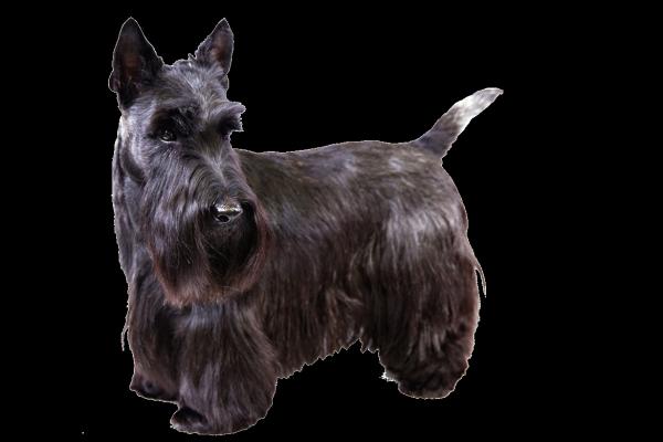 preview Scottish Terrier 