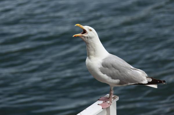 preview Seagull