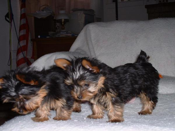 preview Silky Terrier